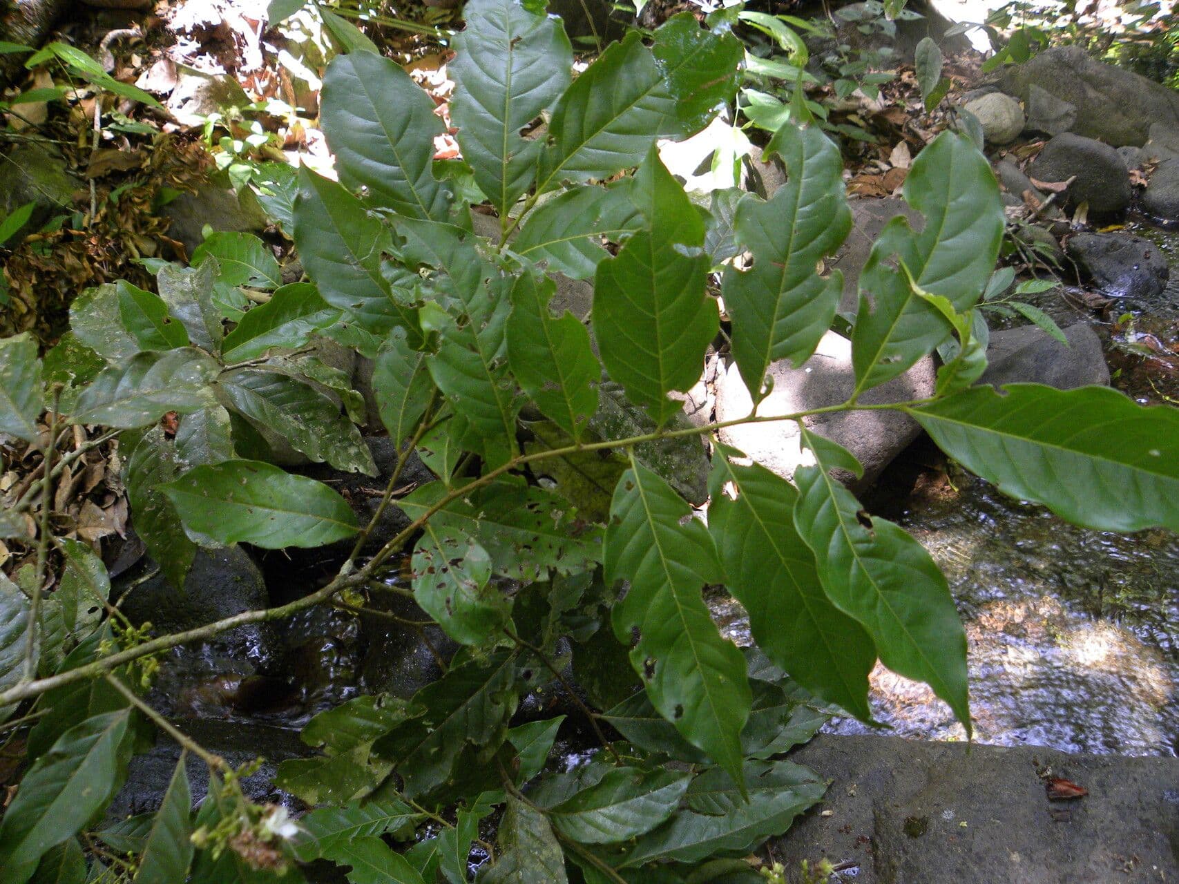 Hirtella triandra 12