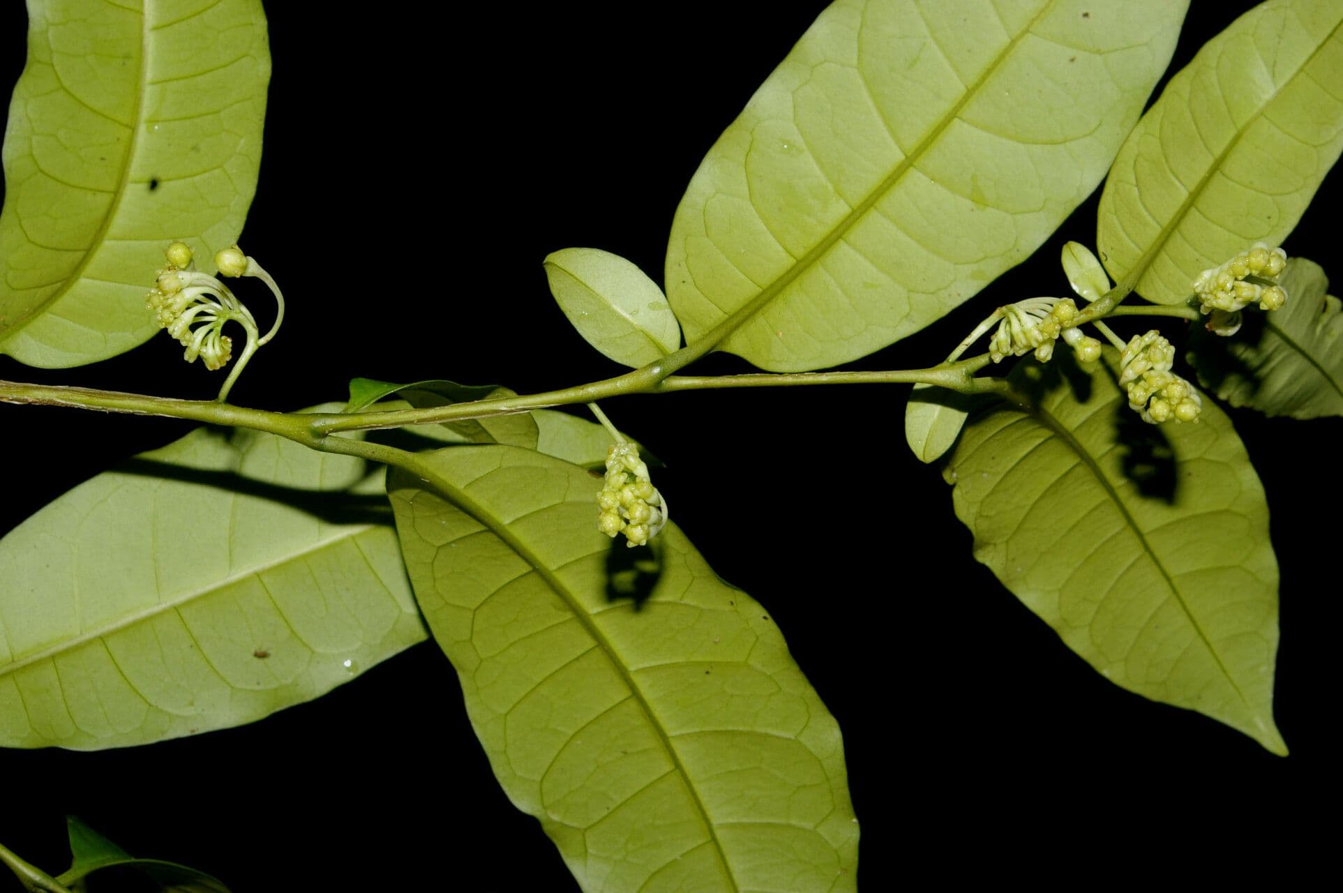 Solano
