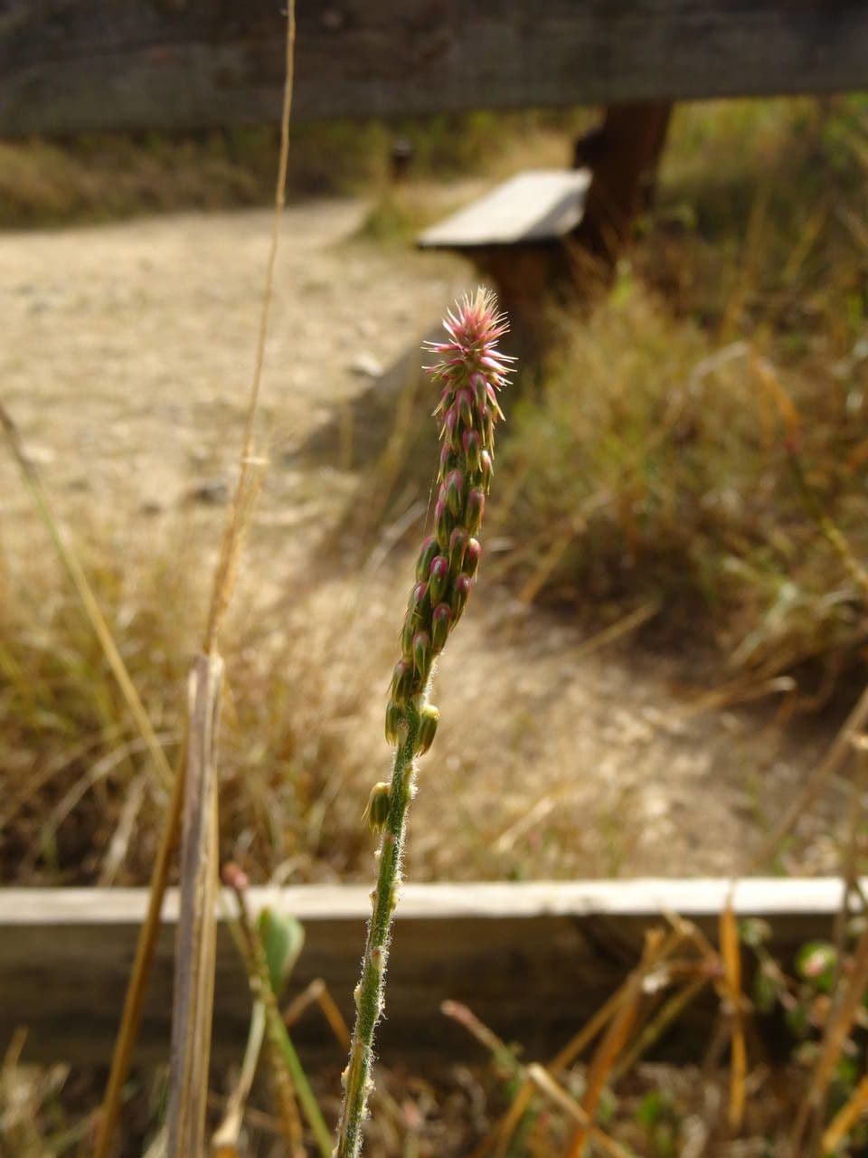Achyranthes aspera 3