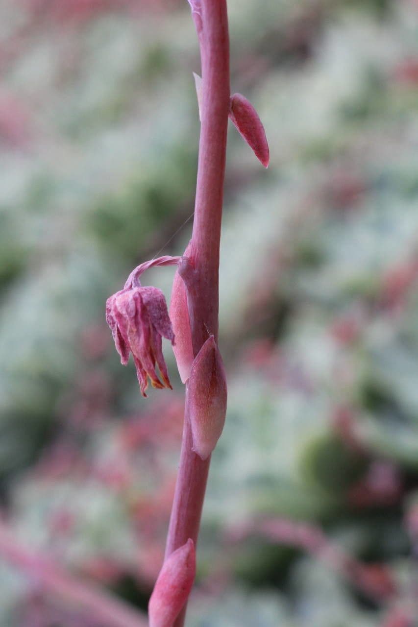 Echeveria elegante 21