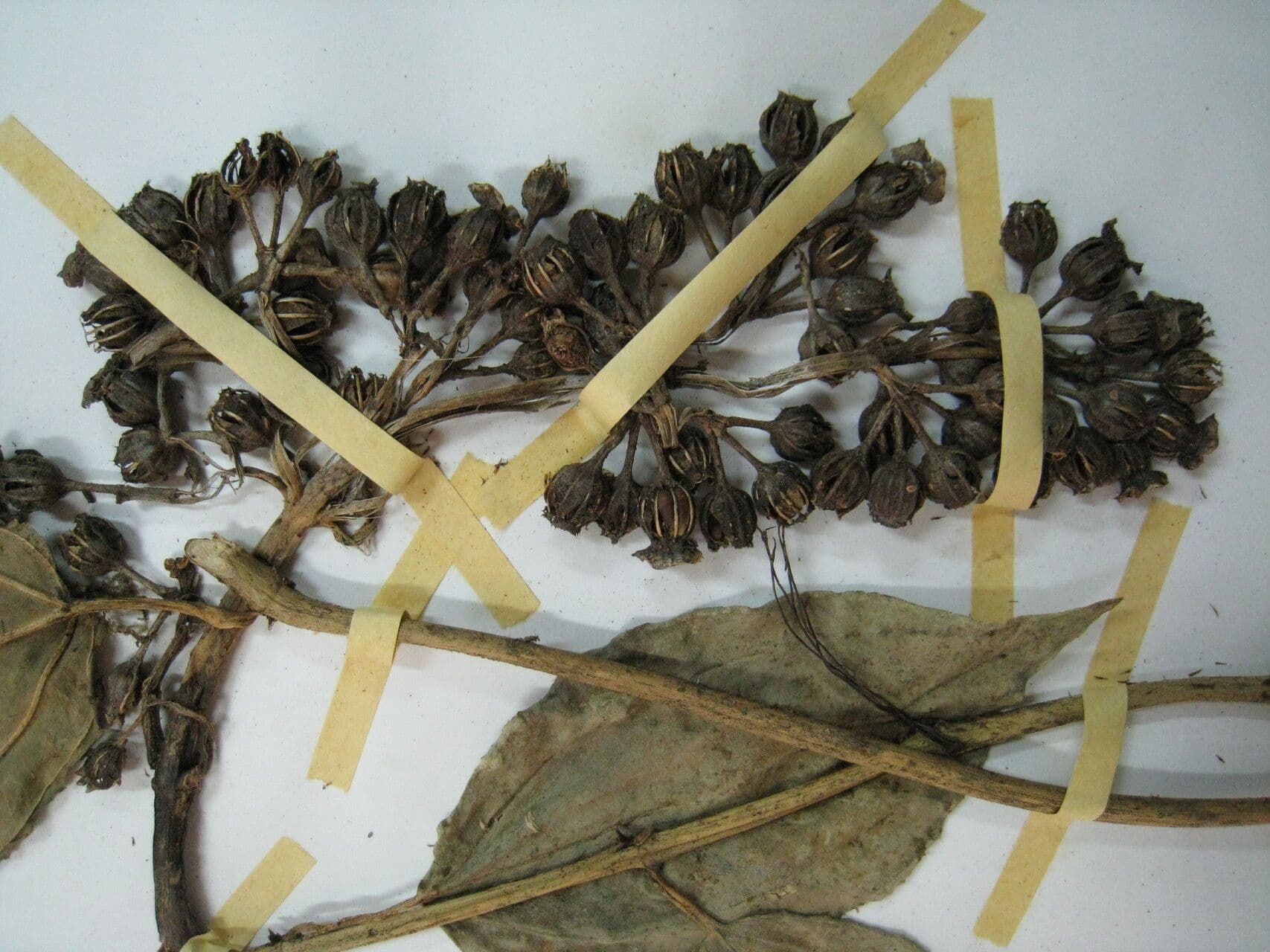 Adelobotrys 23