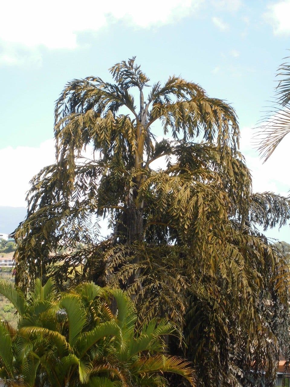 Palma de sagú 11