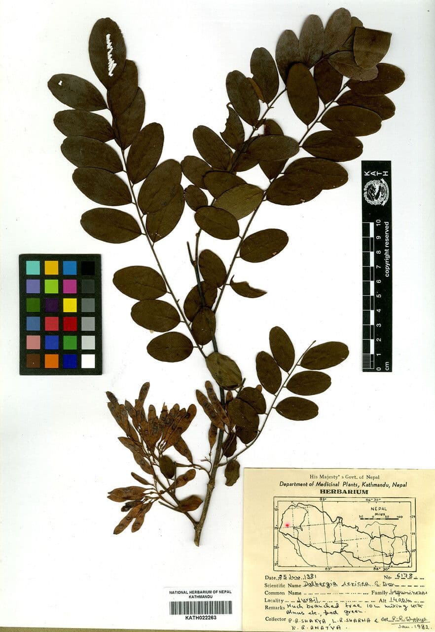Dalbergie 10