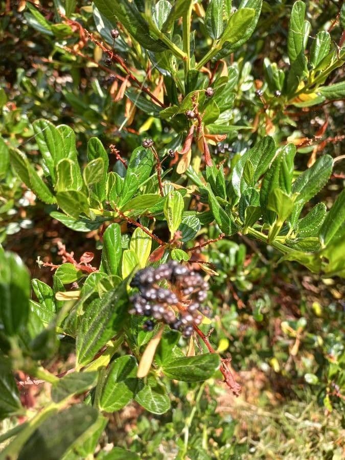 Ceanothus thyrsiflorus 2