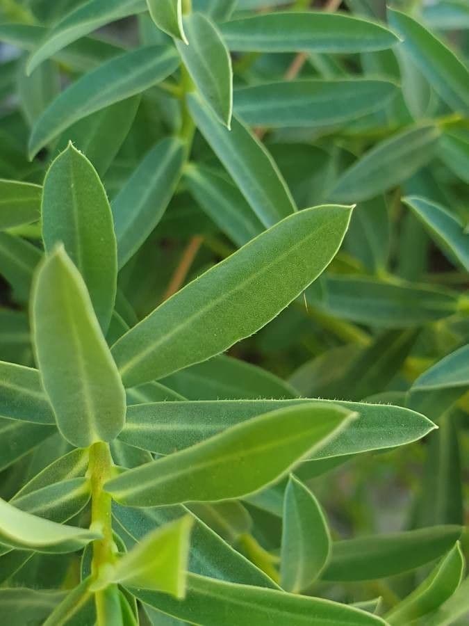 Euphorbia 16