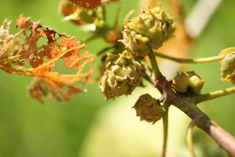 Dombeya 5