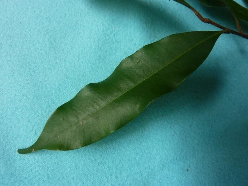 Chrysophyllum argenteum 2