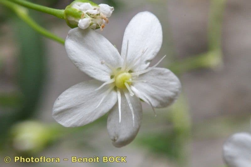 Moehringia 4