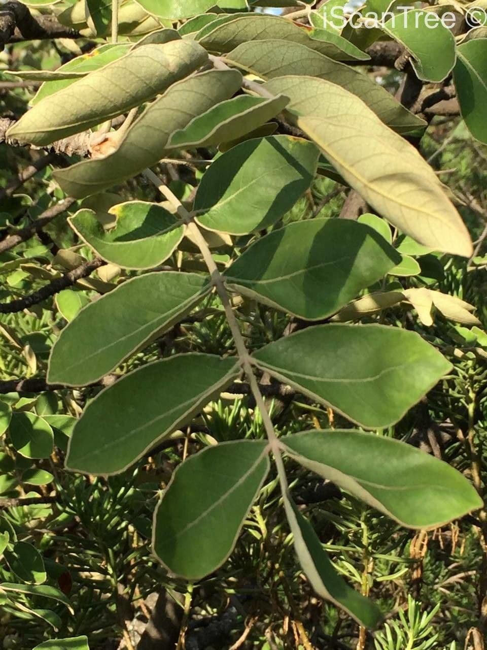 Lannea discolor 2
