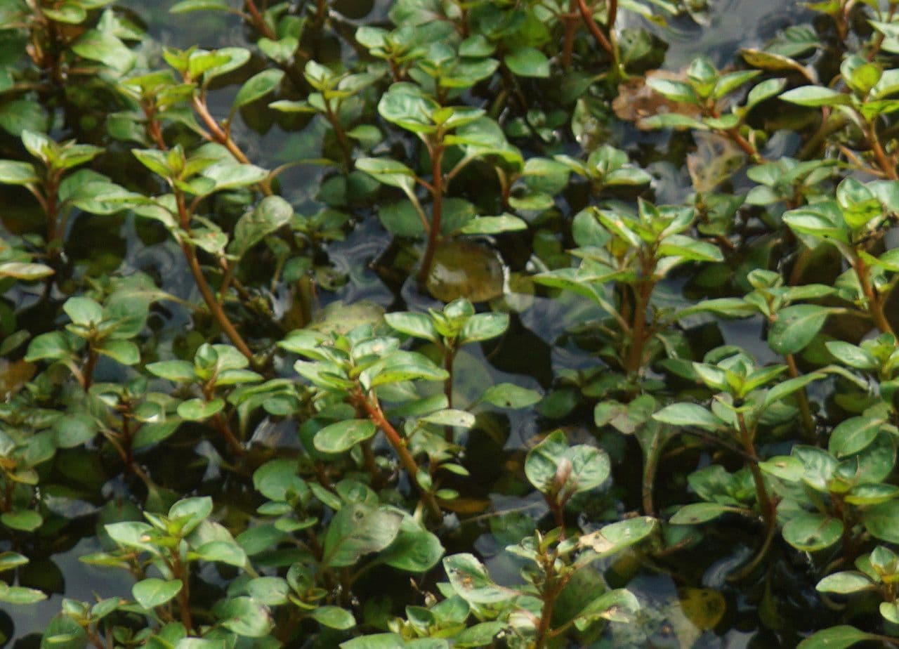 Isnardia 10