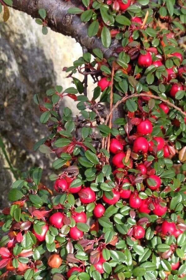 Cotoneaster de hoja entera 5