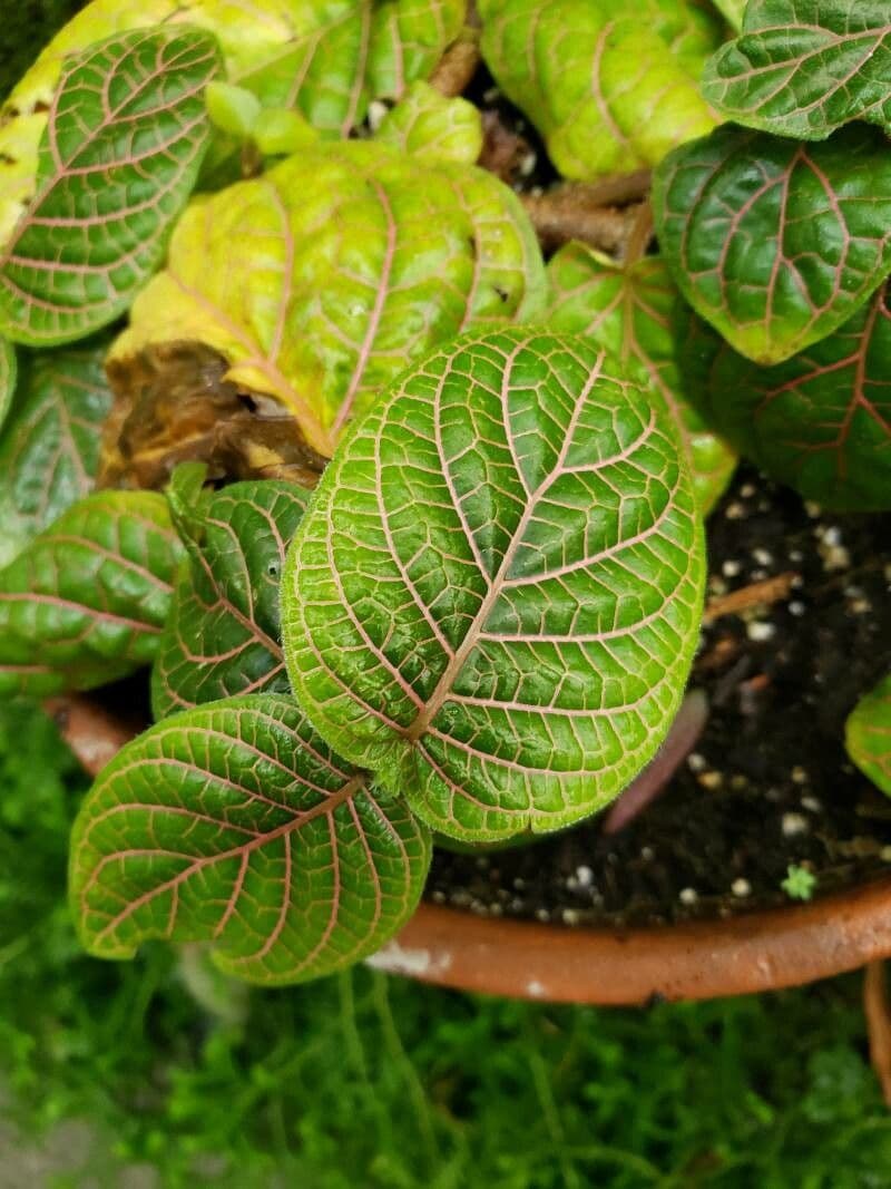 Fittonia 11