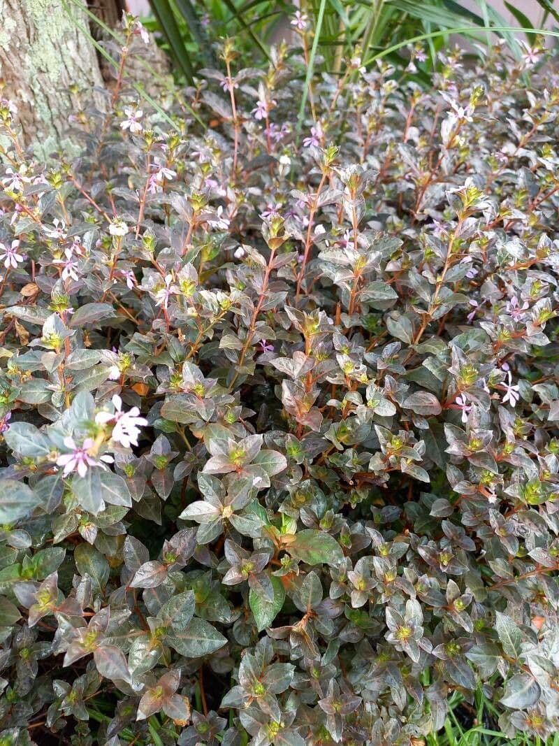 Cuphea strigulosa 10