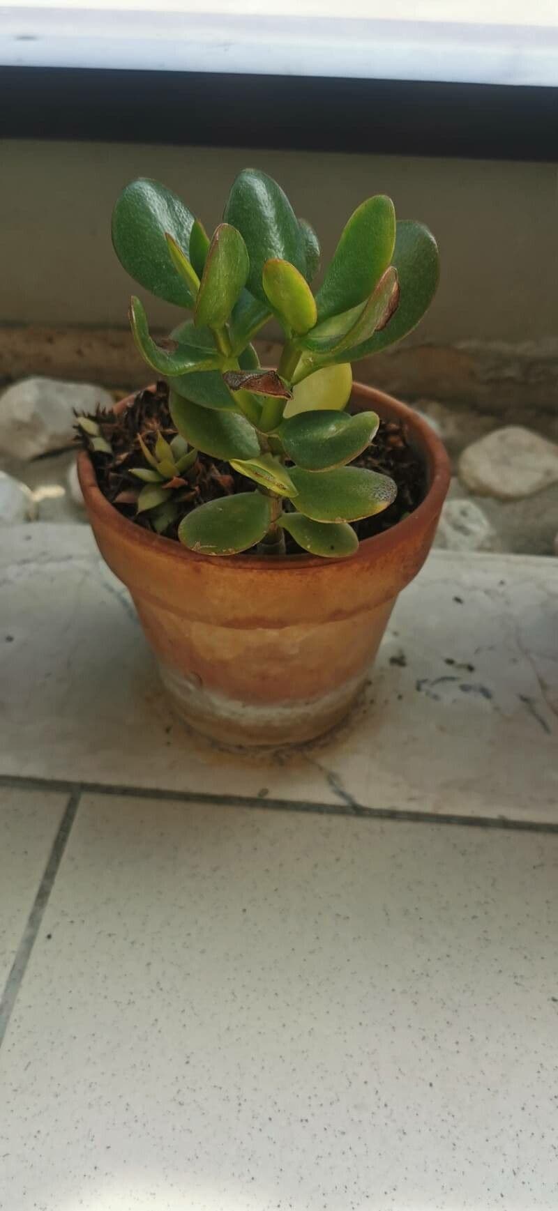 Rundblättrige Kalanchoe 10