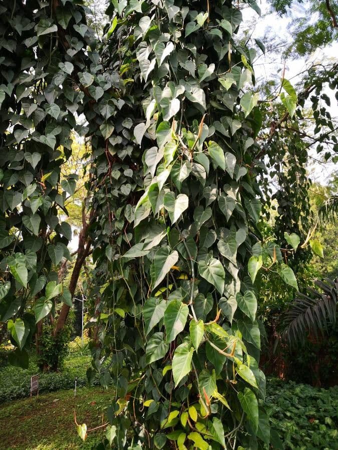 Philodendron 4