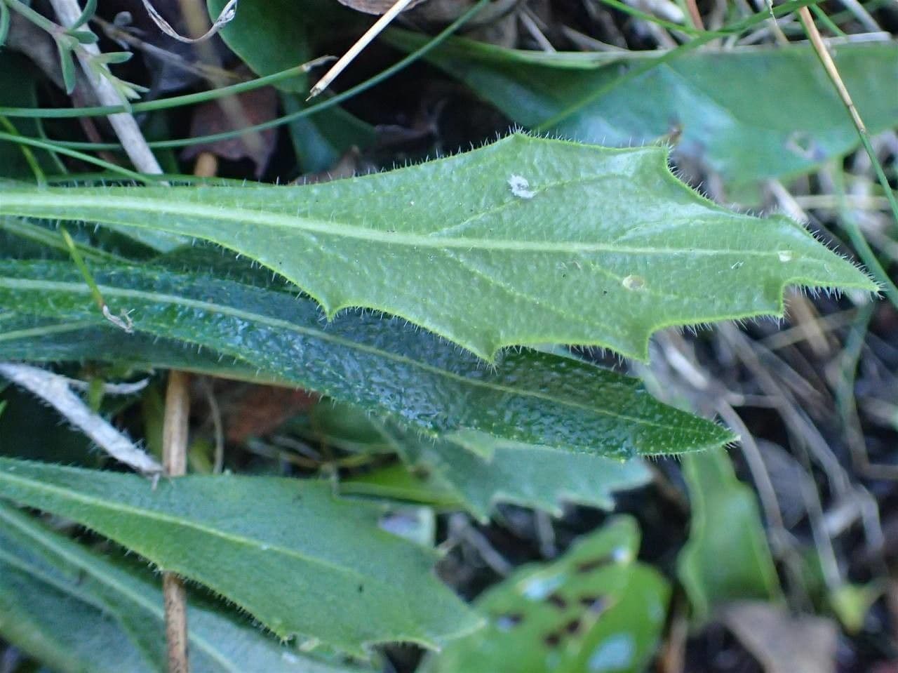 Biscutella 11