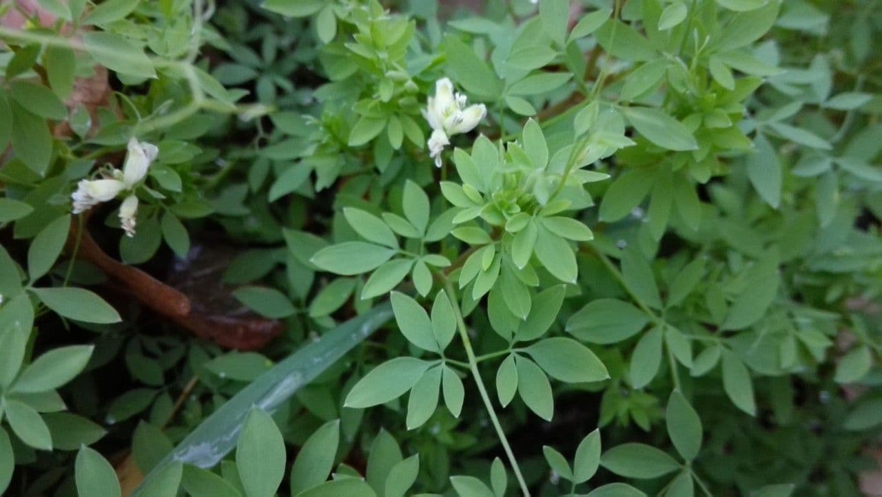 Corydalis claviculata 15