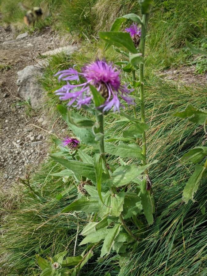 Centaurea nervée 16