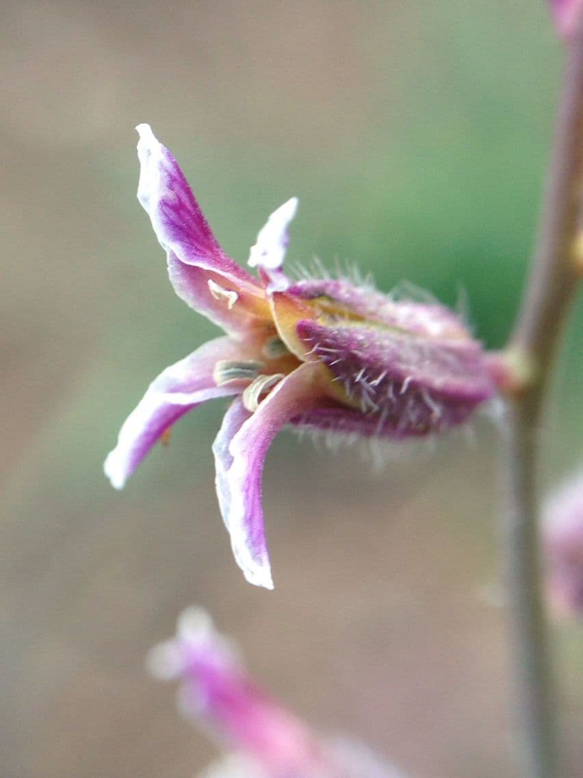 Streptanthus 2