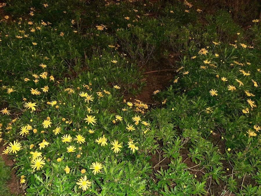 Gold-Euryops 8