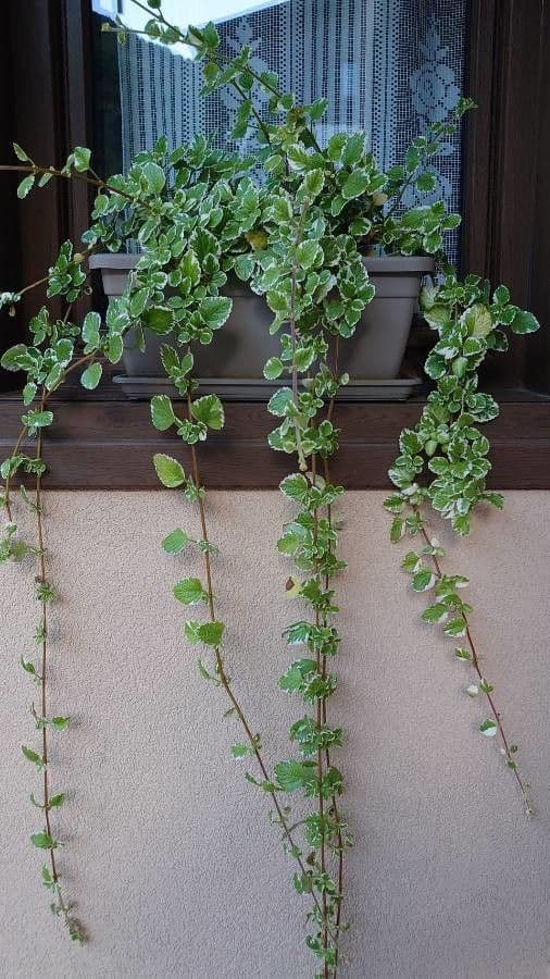 Plectranthus 10