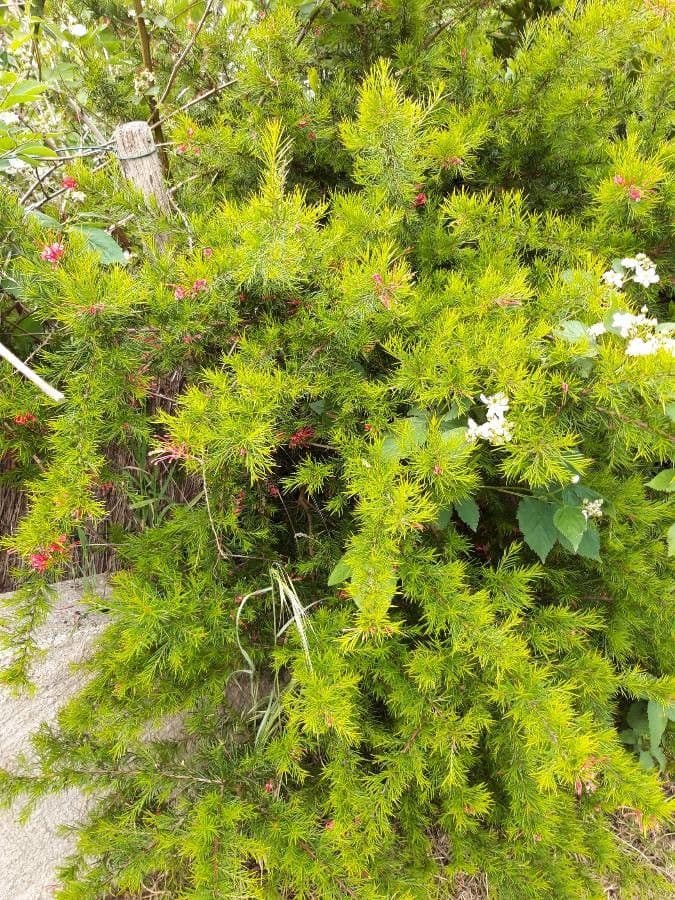 Rosmarinblättrige Grevillea 12