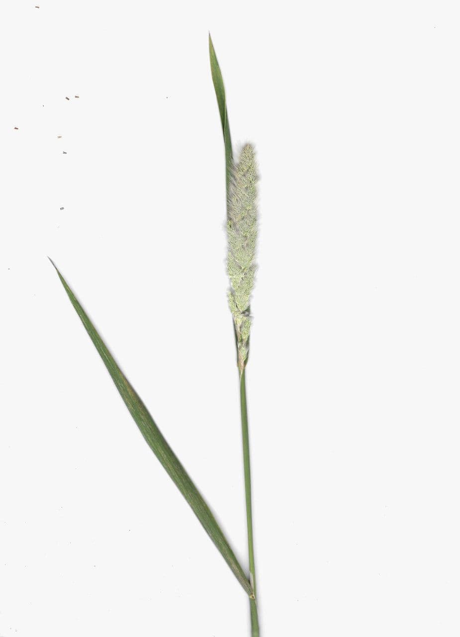 Bürstengras 6