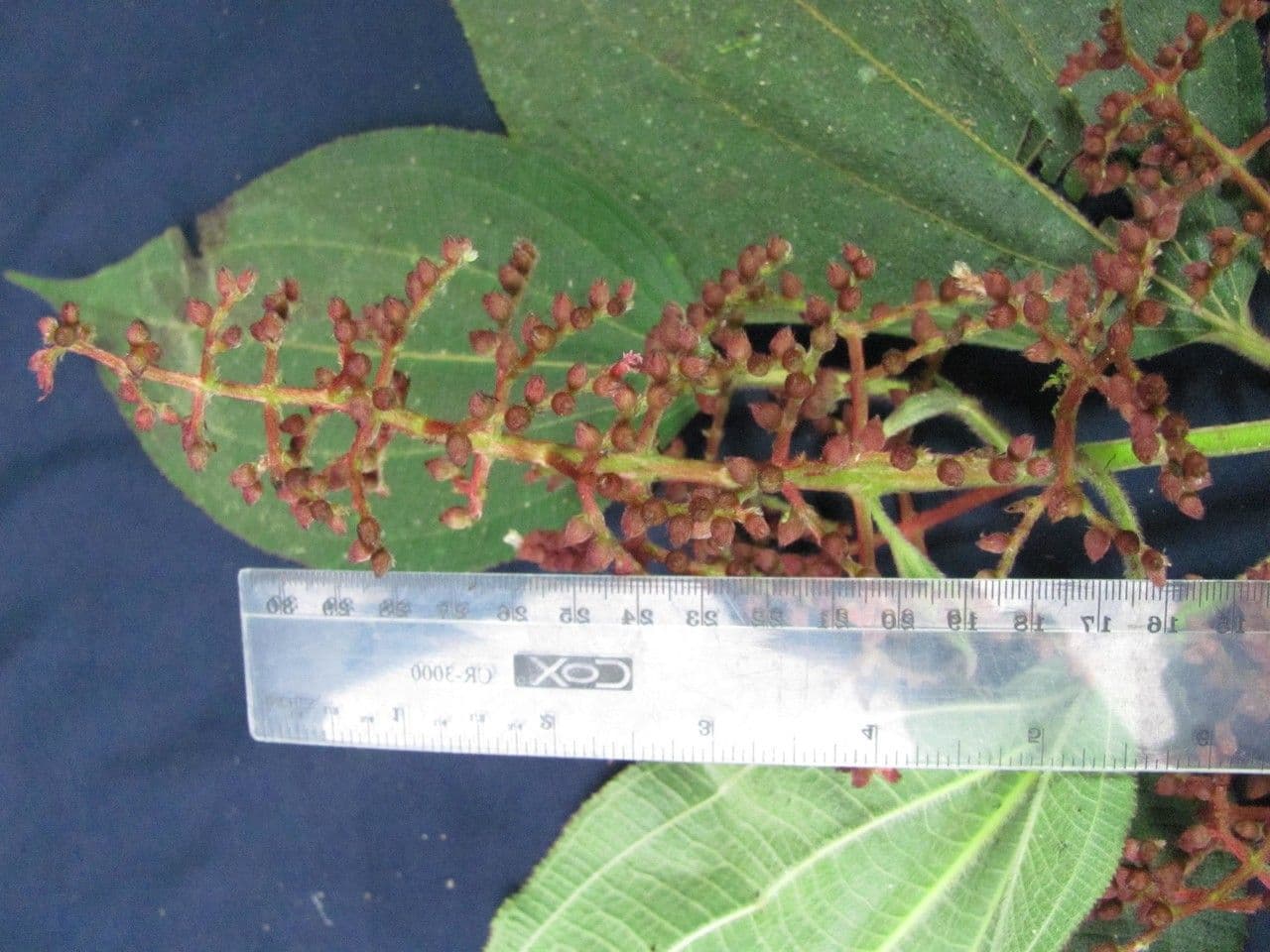 Miconia 20