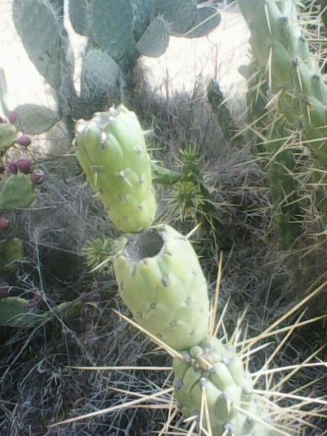 Cactus 2