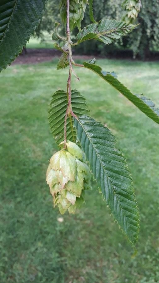 Carpinus japonica 3