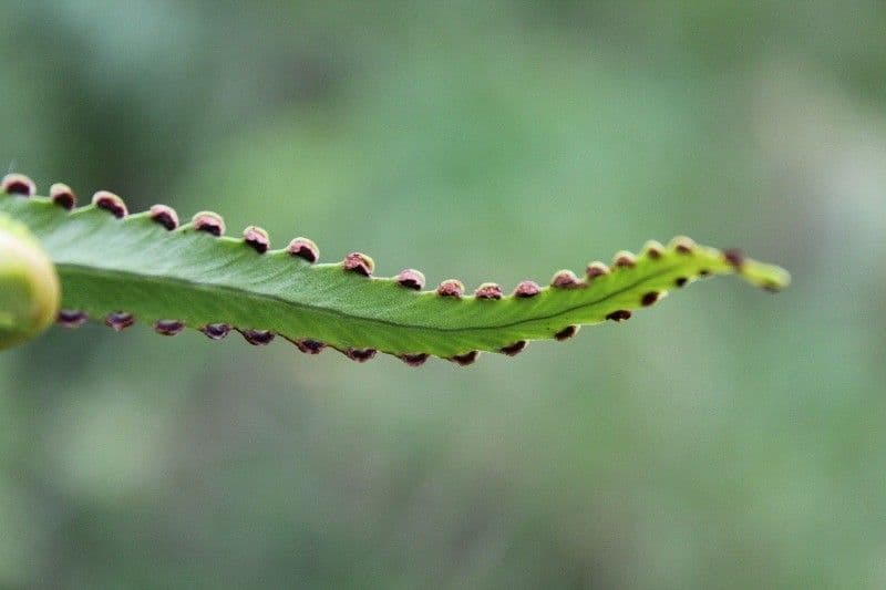 Nephrolepis 19