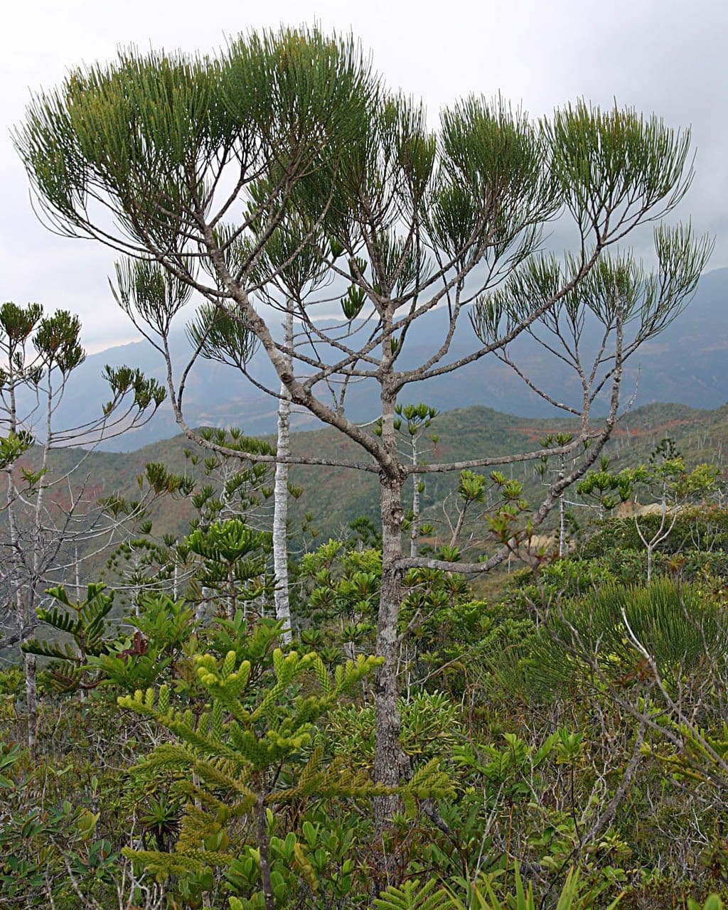 Gymnostoma 4