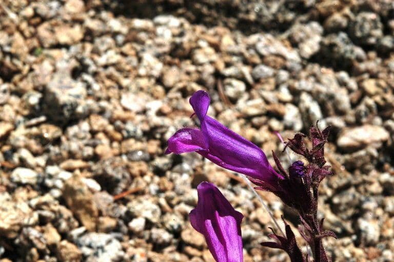 Penstemon Davidsona 7