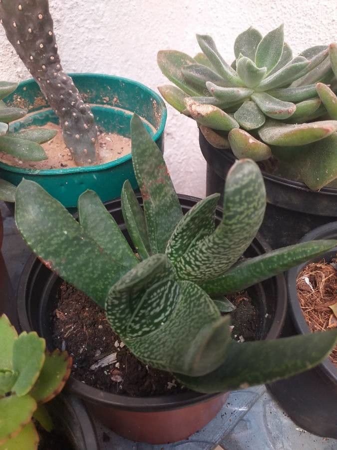 Gasteria 6