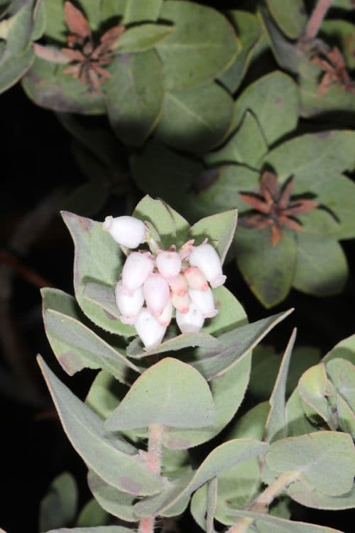 Arctostaphylos 6