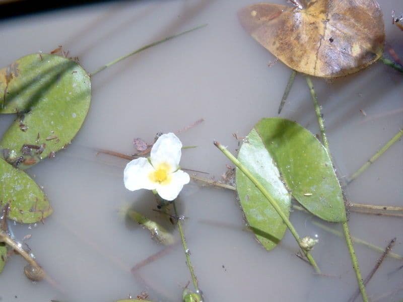 Sagittaria guayanensis 5