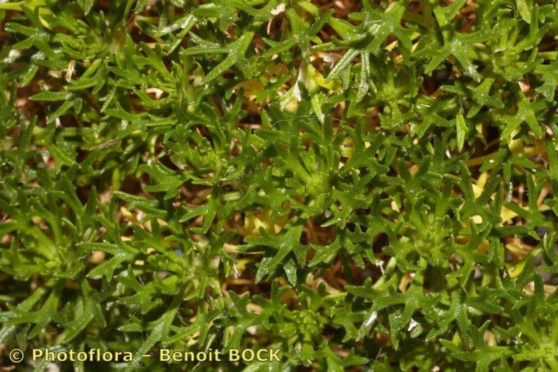 Steinbrech 3