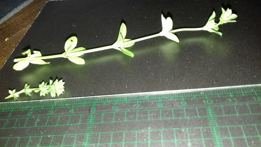 Asperula levigata 6