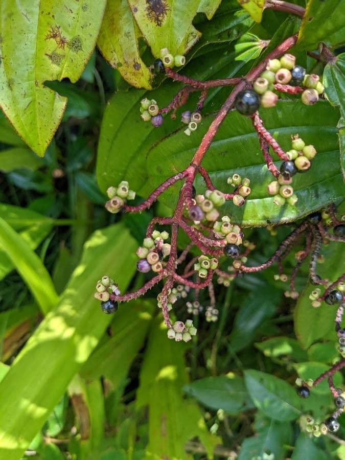 Miconia 5
