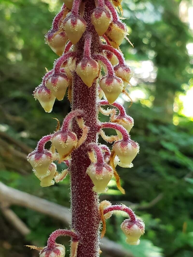Pterospora andromedea 7