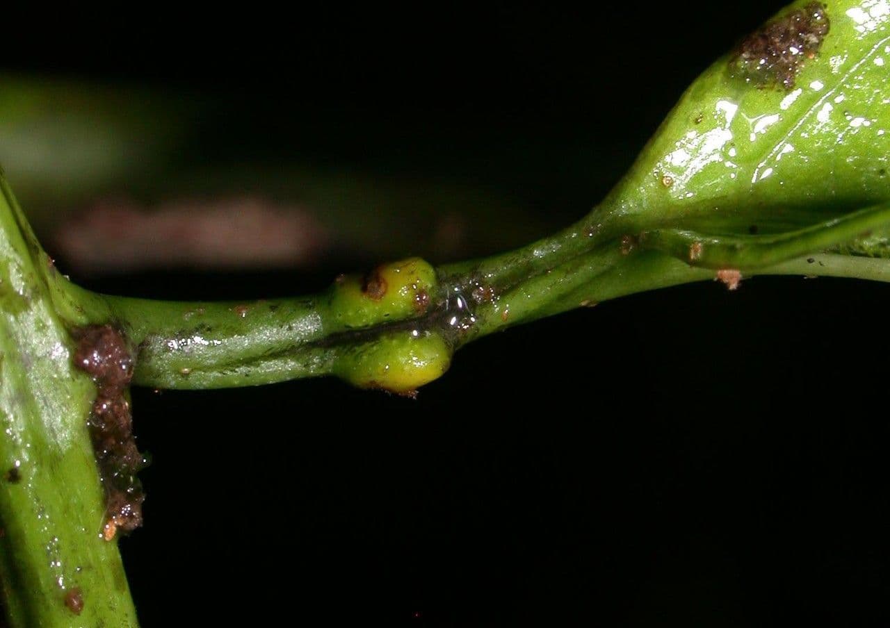Passiflora ambigua 19