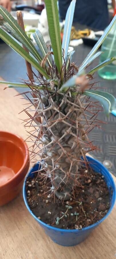 Pachypodium 9