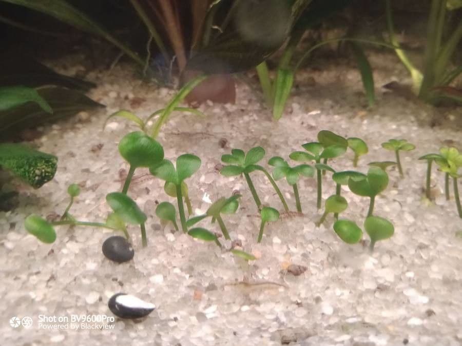 Marsilea hirsuta