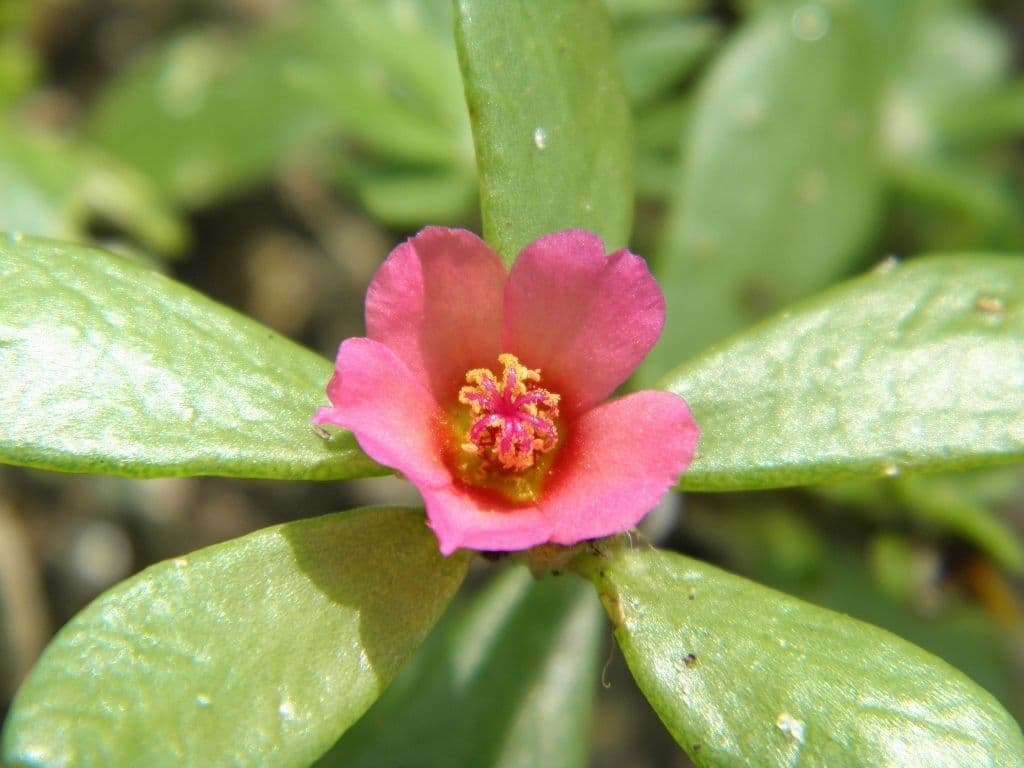 Portulaca 2