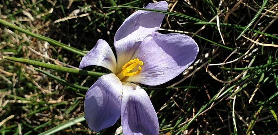 Crocus