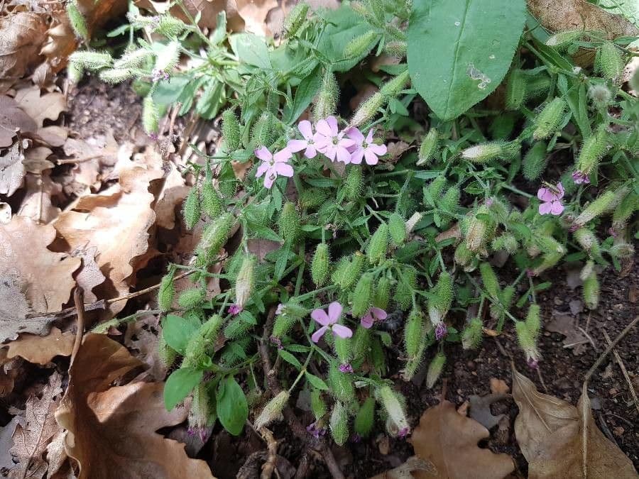 Saponaria rossa