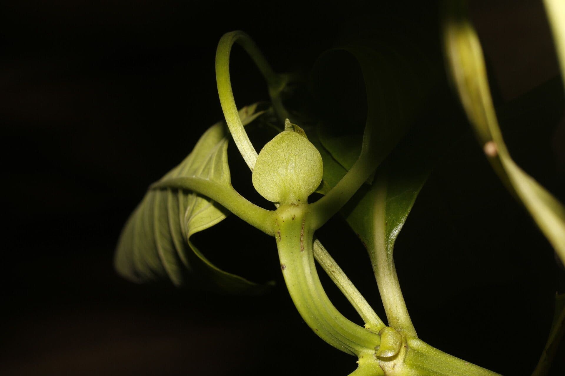 Morinda