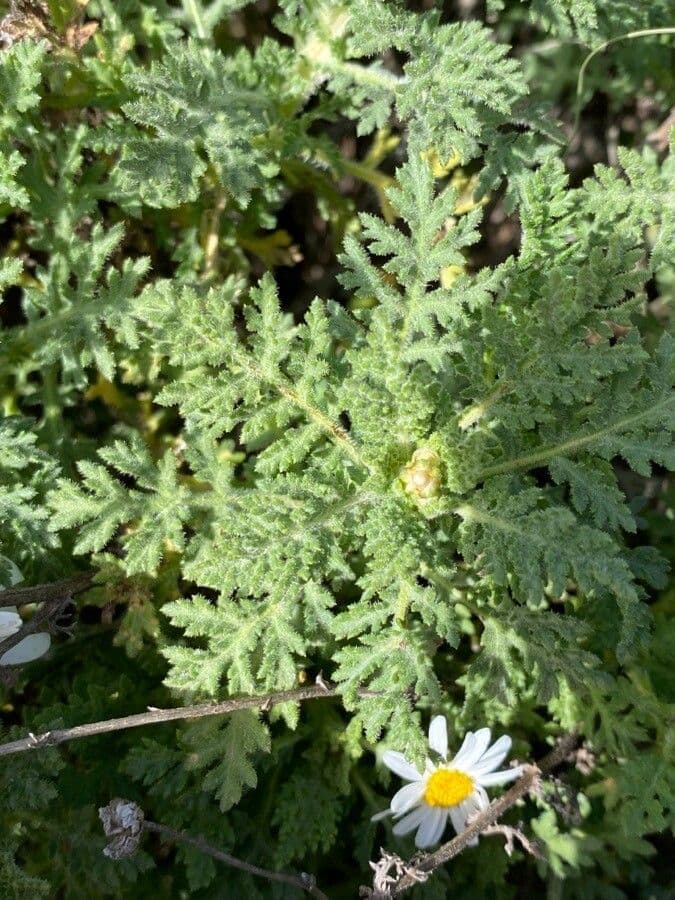 Argyranthemum 13
