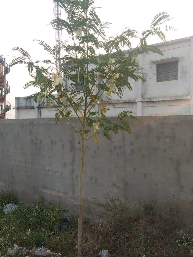 Sesbania grandiflora 11