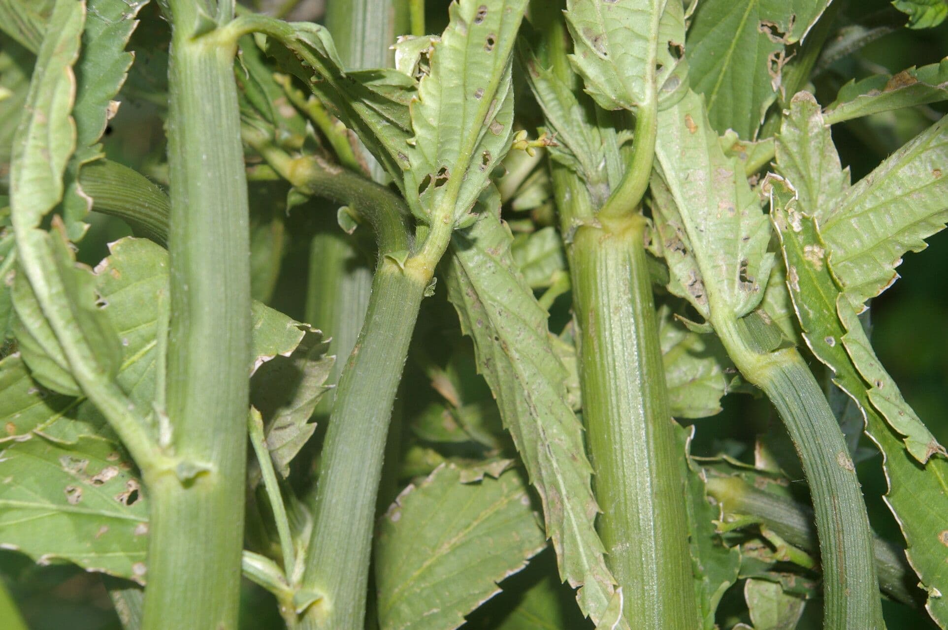 Caperonia palustre
